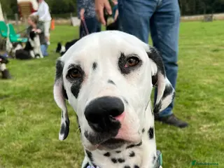 Dalmatian dogs Dalmatian for STUD - Advert 2
