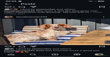 Cocker Spaniel dogs - Advert 8