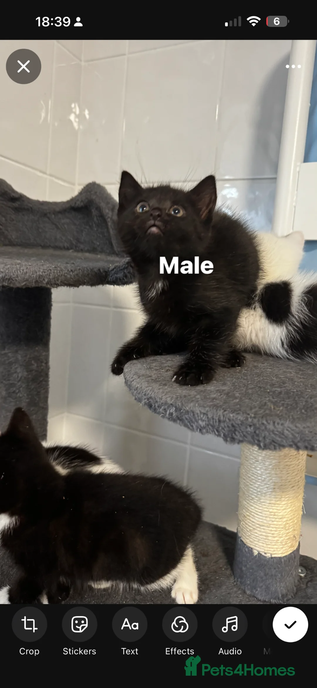 British Shorthair cats for sale: Kittens ready to leave  in Liverpool - Advert 2