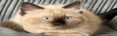 Ragdoll 1