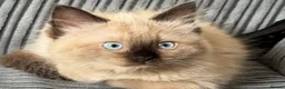 Ragdoll cats for sale: Ragdoll kitten  - Advert 2