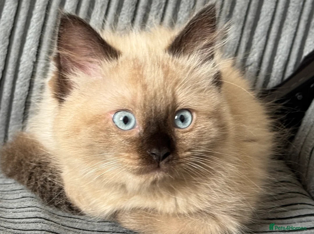 Ragdoll cats for sale: Ragdoll kitten  - Advert 2