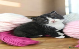 Scottish Fold cats for sale: Bundle of 11 Scottish fold Straight Ears Kittens - Image 33
