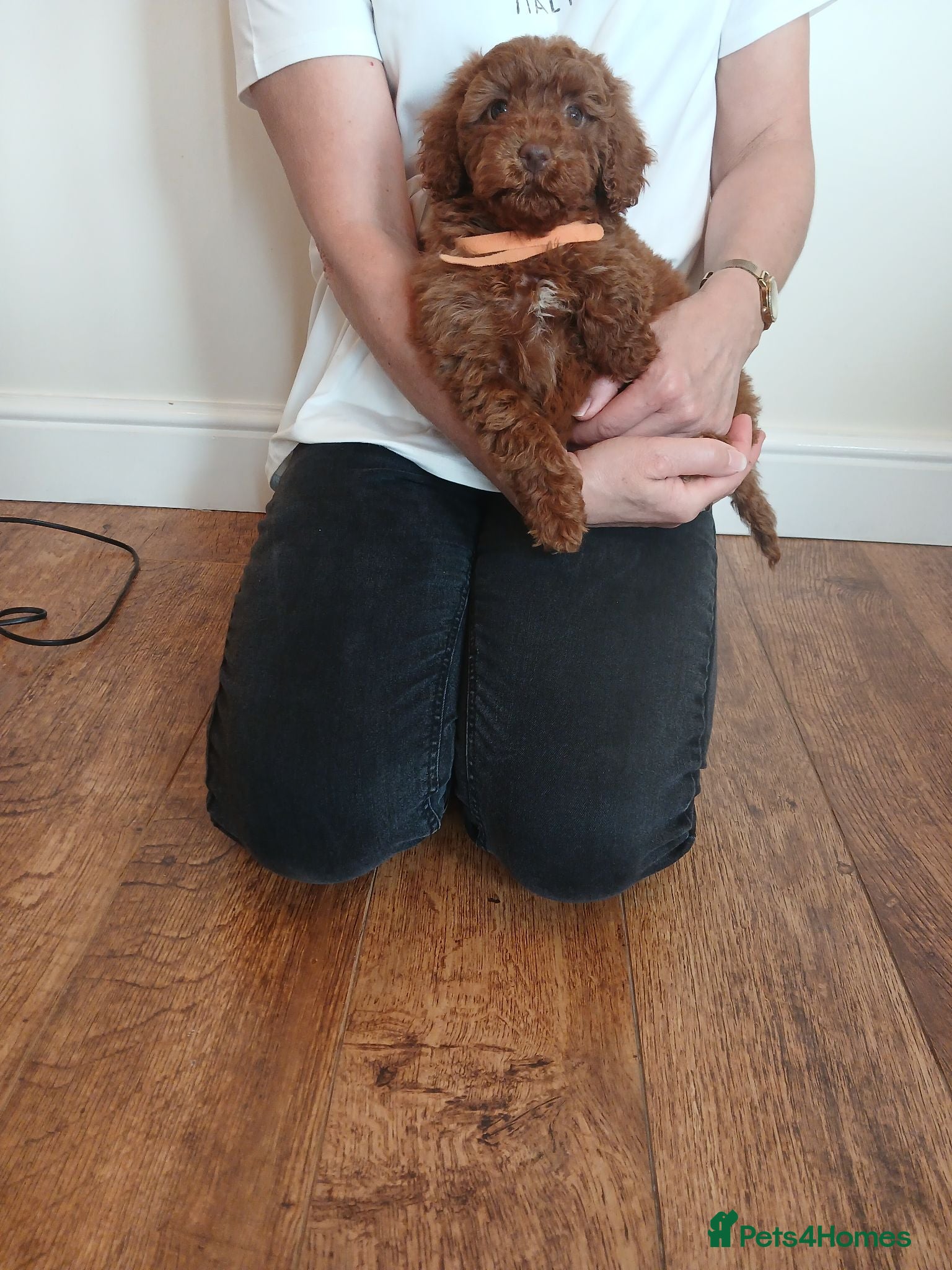Cockapoo dogs Cockapoo puppies  - Advert 2