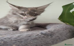 Maine Coon cats for sale: Maine Coon Kitten 3 - Fully health tested and Tica registered  - Image 15