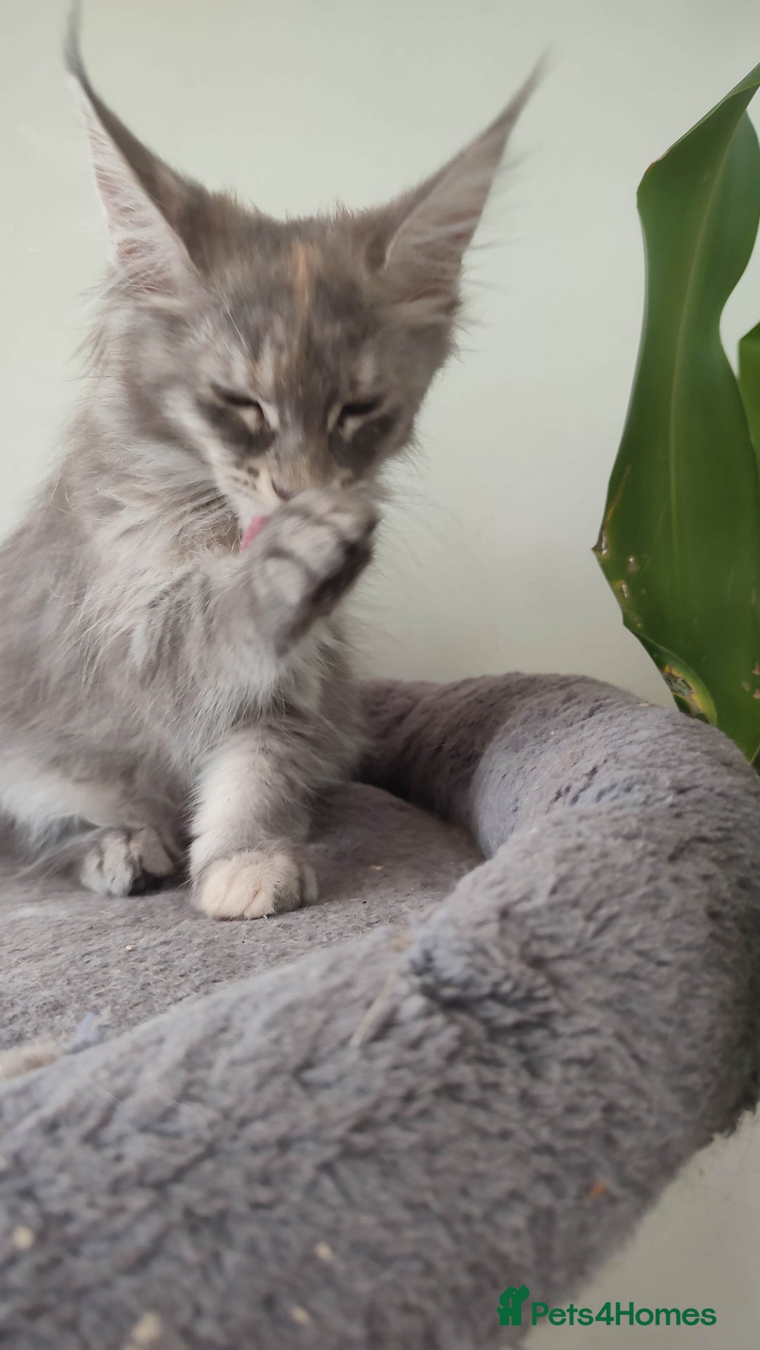 Maine Coon cats for sale: Maine Coon Kitten 3 - Fully health tested and Tica registered  - Image 15