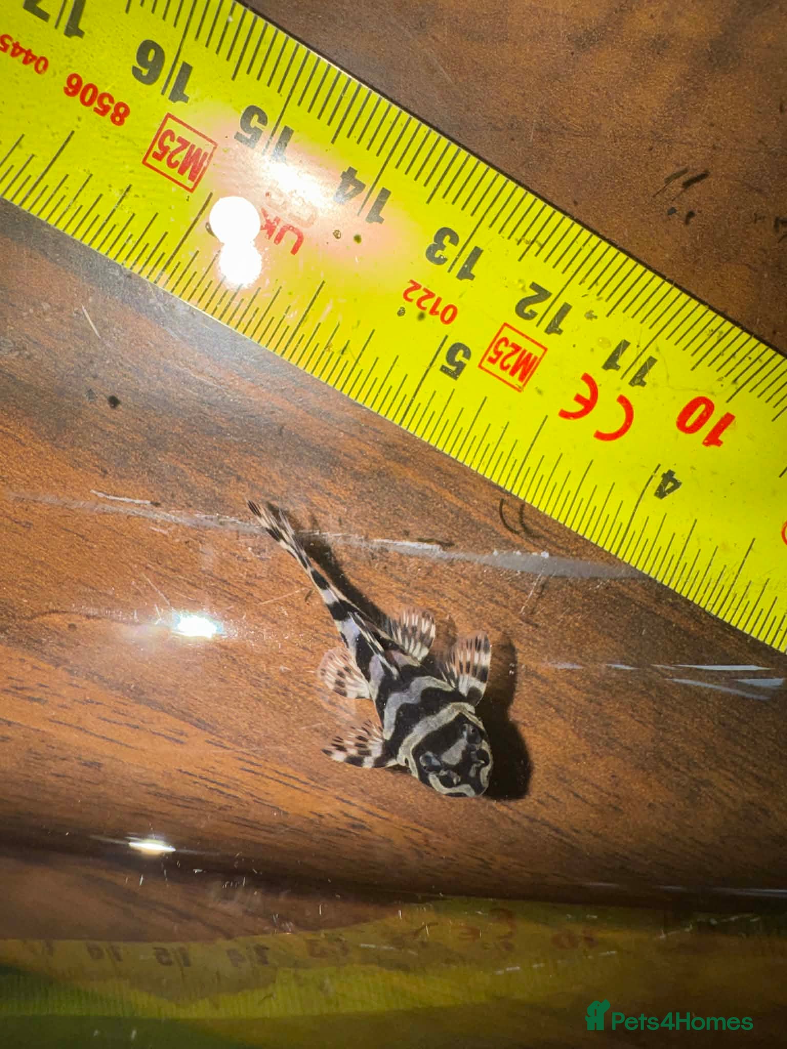 Plecos fish L236 Hypancistrus  - Advert 3