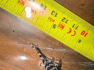Plecos fish L236 Hypancistrus - Advert 3