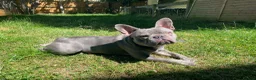 French Bulldog dogs for stud: French bulldog stud KC registered - Milton Keynes in Milton Keynes - Advert 1