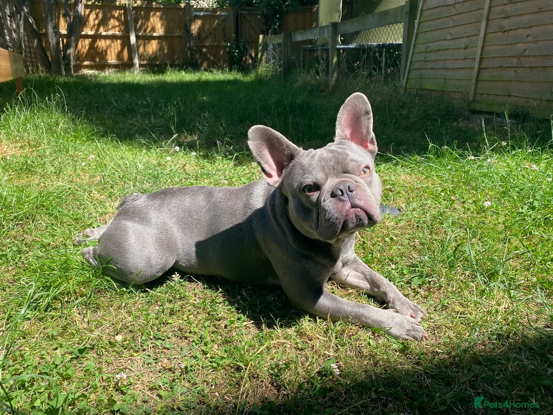 French Bulldog dogs for stud: French bulldog stud KC registered - Milton Keynes in Milton Keynes - Advert 1