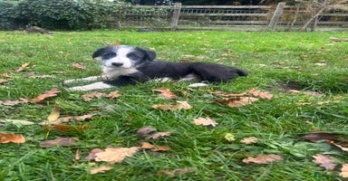 Mixed Breed dogs - Advert 6