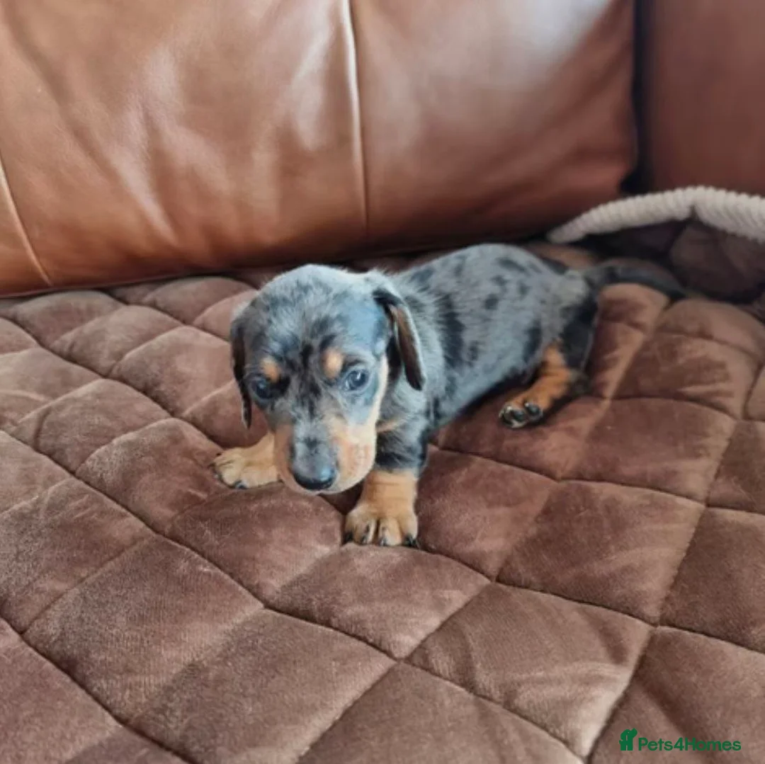 Miniature Dachshund dogs for sale: Adorable Miniature Dachshund Puppies - Advert 1