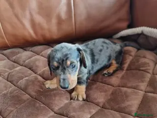 Miniature Dachshund dogs Adorable Miniature Dachshund Puppies - Advert 15