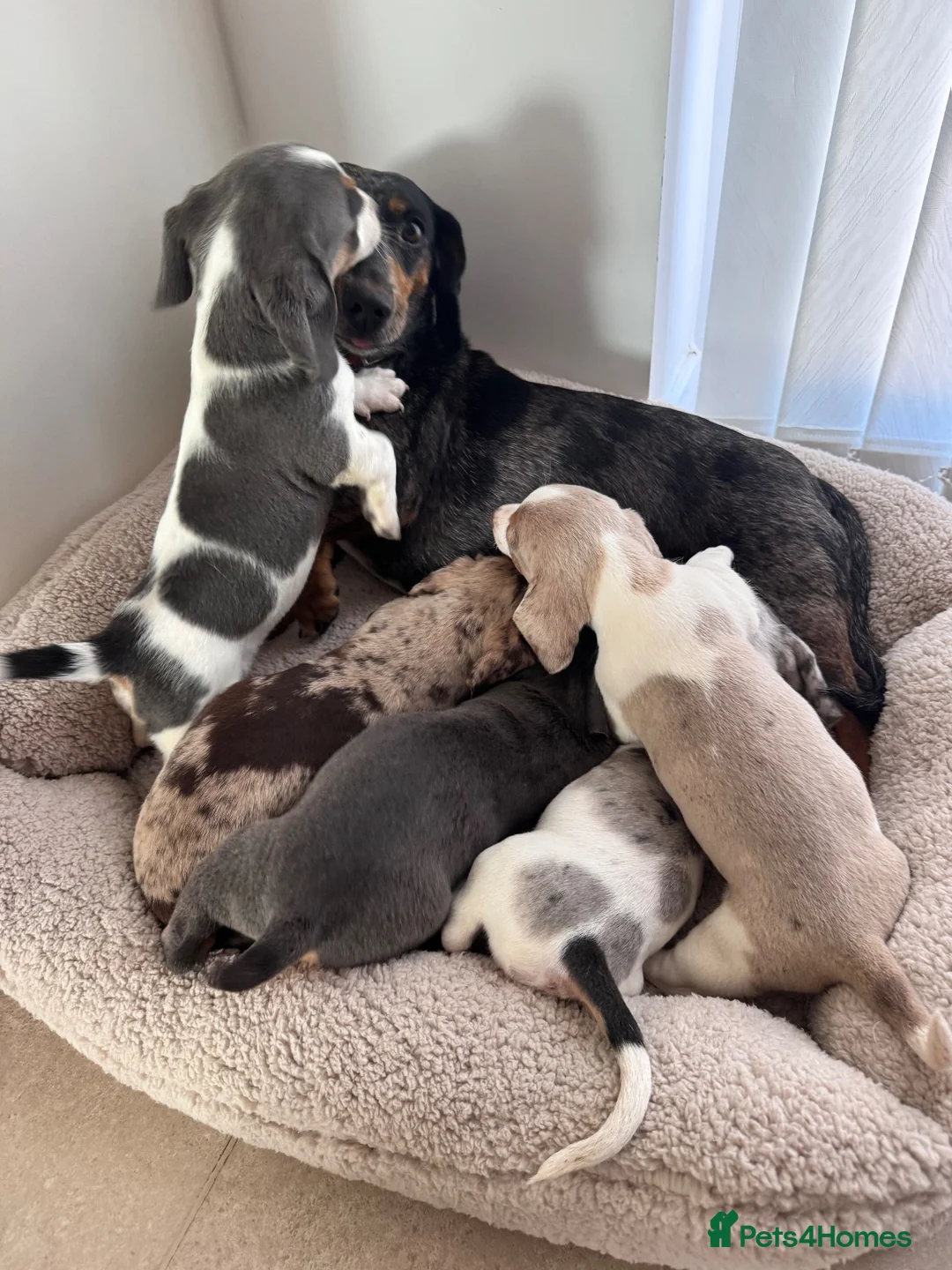 Miniature Dachshund dogs for sale: Miniature dachshund in Manchester - Advert 20
