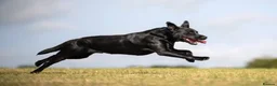 Labrador Retriever dogs for sale: KC BLACK FOX RED YELLOW LAB PUPS HEALTH TESTED - Advert 4