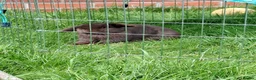 Mini Lop rabbits for sale: Beautiful chocolate Mini Lop Doe - Advert 2
