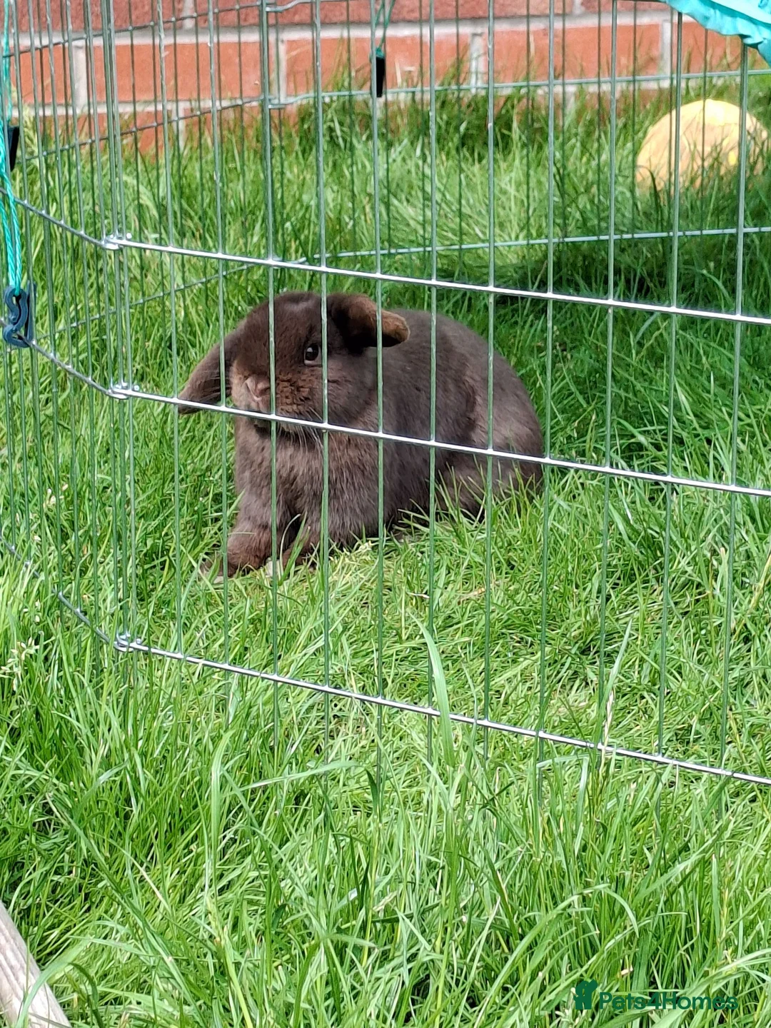 Mini Lop rabbits for sale: Beautiful chocolate Mini Lop Doe - Advert 2