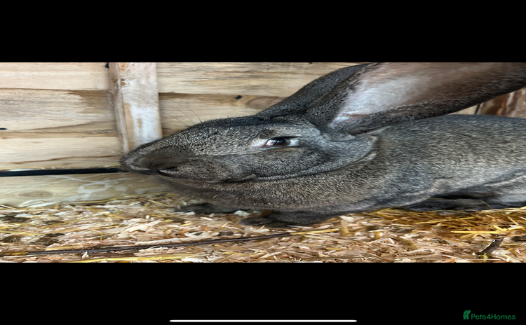 Continental Giant rabbits - Advert 1