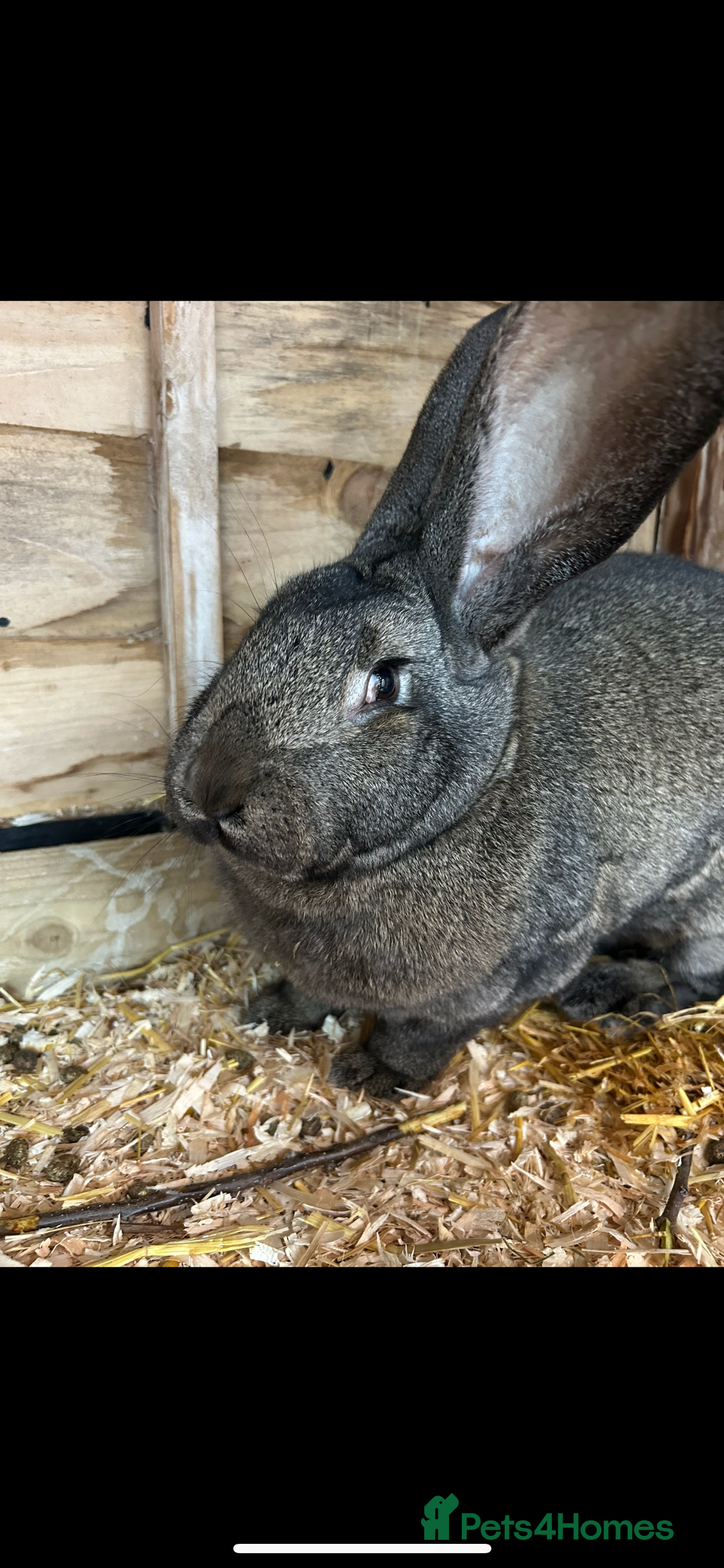 Continental Giant rabbits for sale: Continental Giant (female) - Image 1