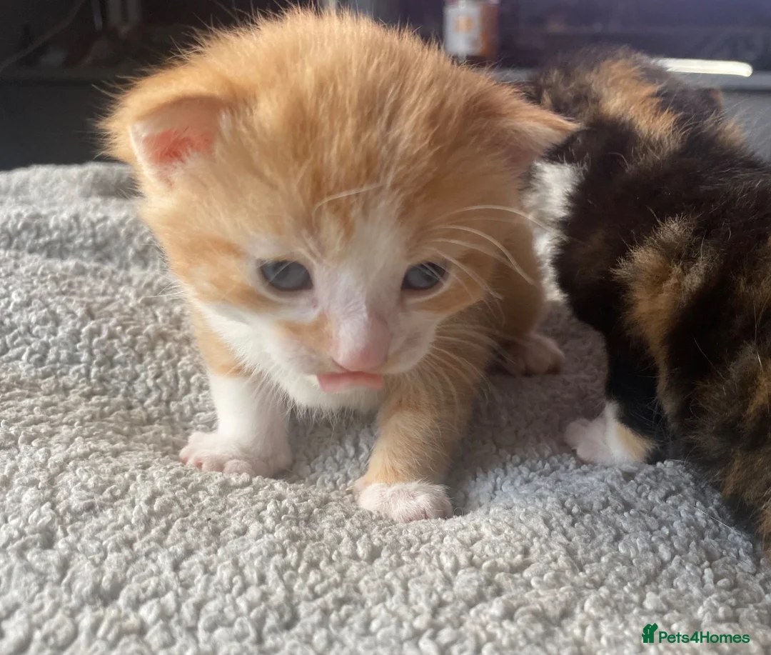 Mixed Breed cats for sale: 4 Beautiful fluffy kittens  - Advert 17