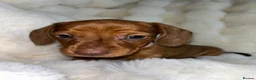 Dachshund dogs for sale: Mini Dachshund  in Bridgend - Advert 13