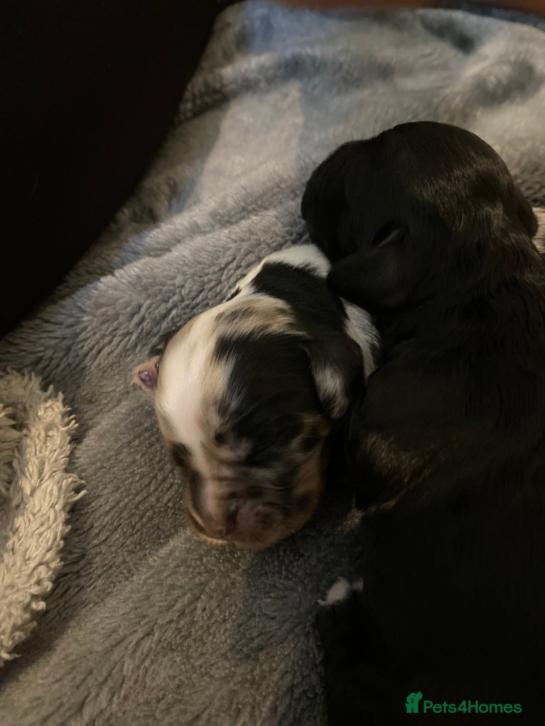 Sprocker dogs for stud: Milo  - Image 12