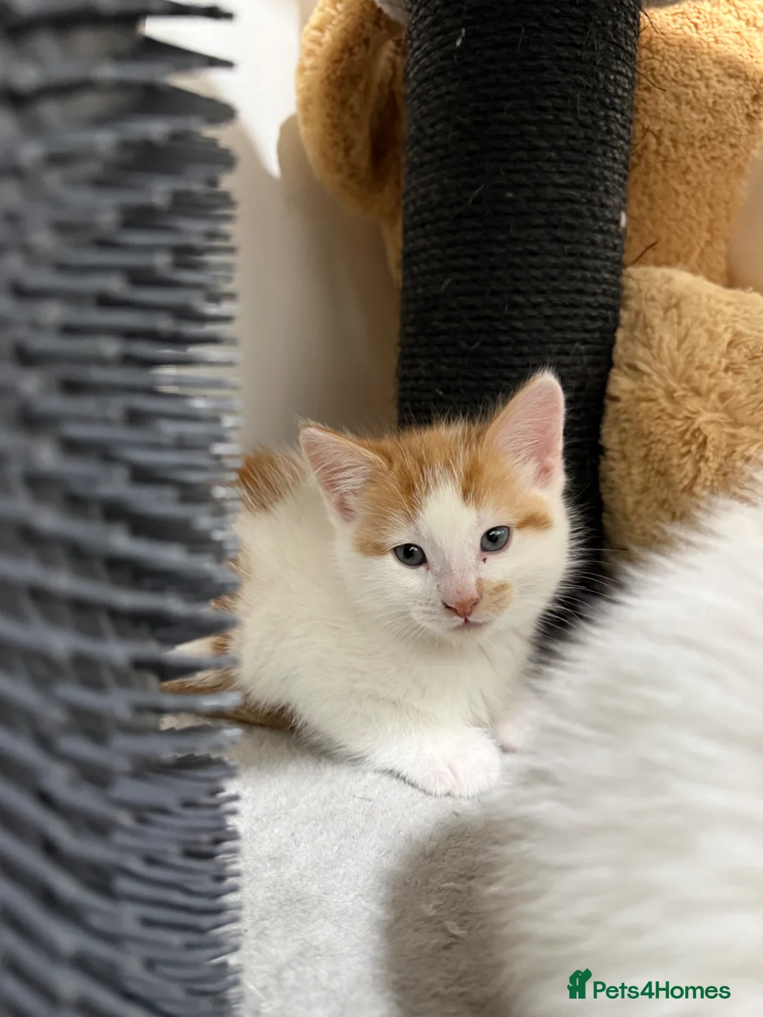 Mixed Breed cats for sale: 2 beautiful kittens  in Rossendale - Advert 10