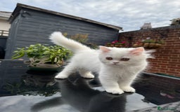 Persian cats for sale: 2 white Gorgeous Persian Boys - Image 22