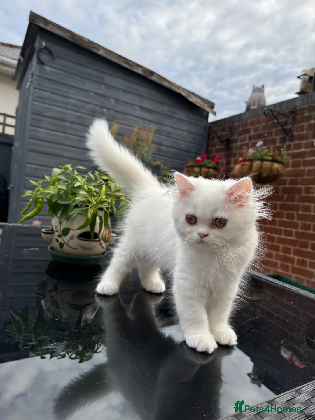 Persian cats for sale: 2 white Gorgeous Persian Boys - Image 22