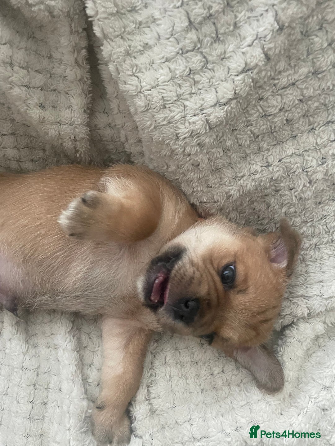 Jug dogs for sale: Jug puppies for sale 4 boys 2 girls 5 weeks old - Advert 14