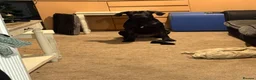Cane Corso dogs for sale: 🐾Nova🐾 - Advert 4