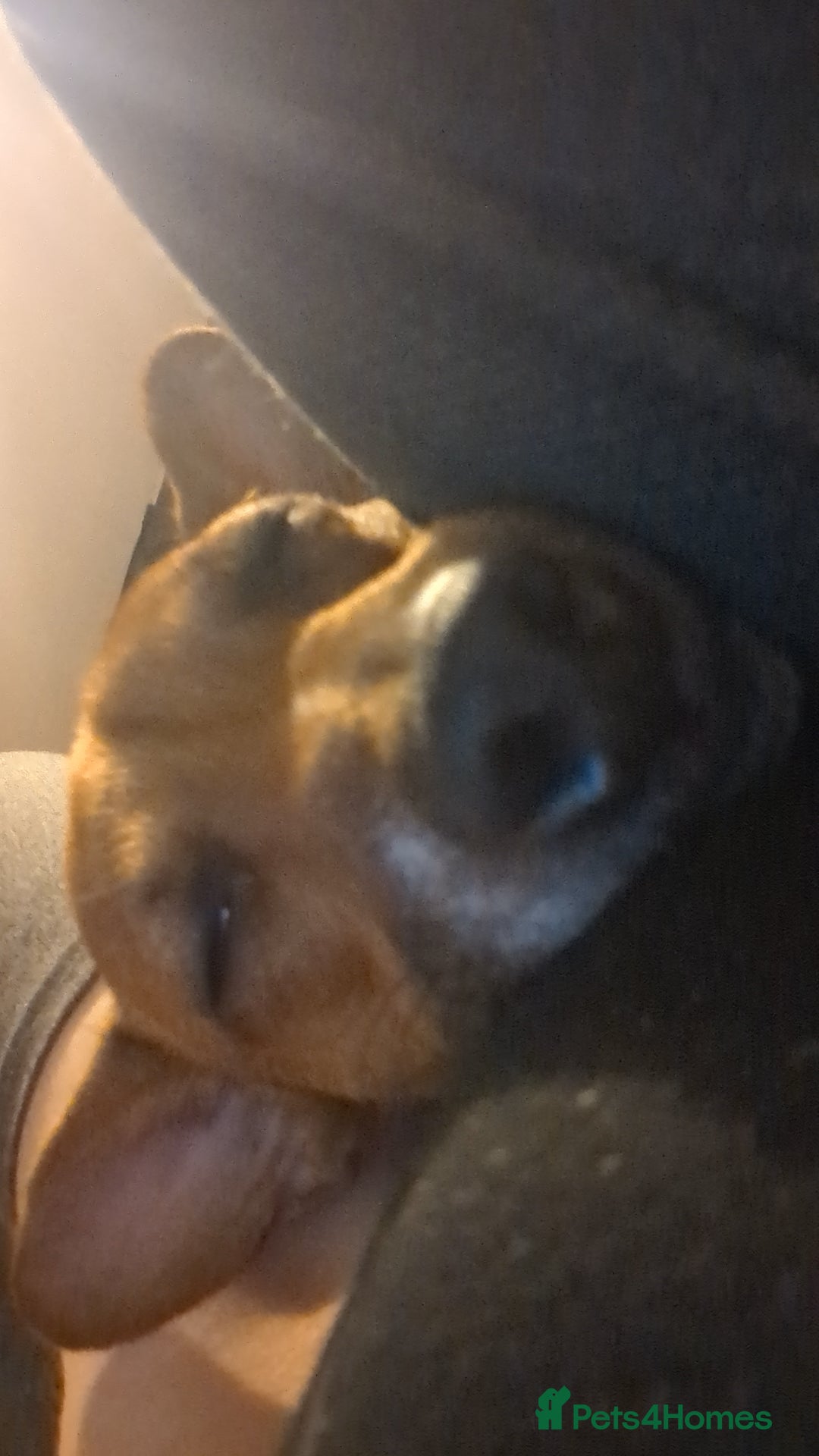 Jack Russell dogs for sale: Hi my name is patch - Image 3
