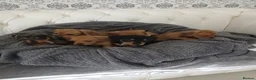 Chiweenie dogs for sale: Stunning chiweenies ready - Advert 16