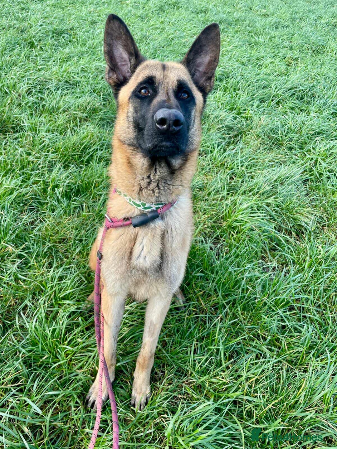 Mixed Breed dogs for adoption: Handsome CEDRIC - Advert 5