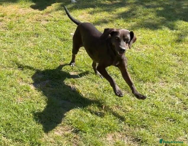 Mixed Breed dogs Rhea – Loving Female Dog – Ready for Forever Home - Advert 2