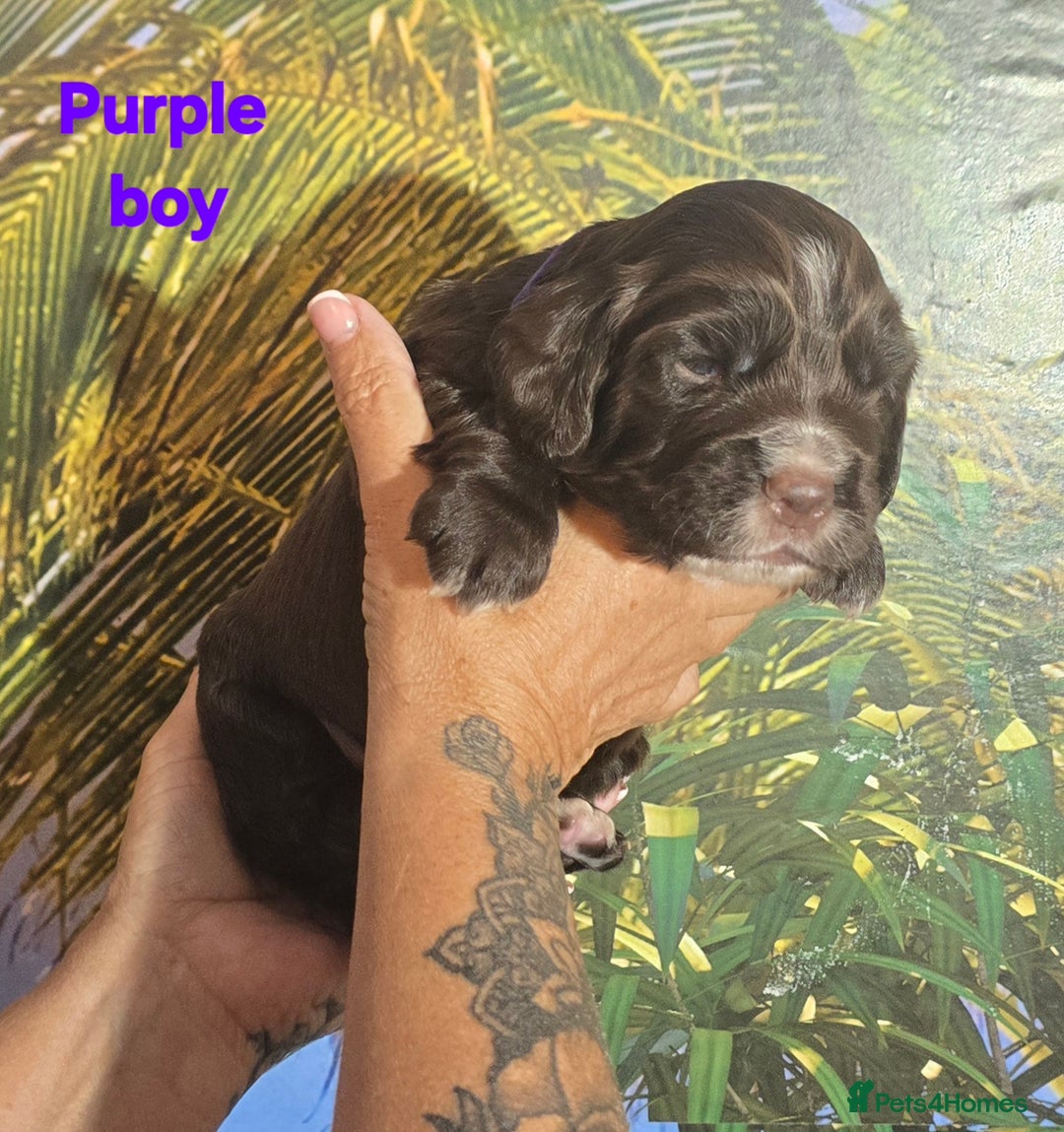Sprocker dogs for sale: Beautiful Sproker pups for sale   - Image 11