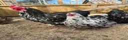 Chickens poultry for sale: TRIO Mottled Orpington’s  in Wareham - Advert 2