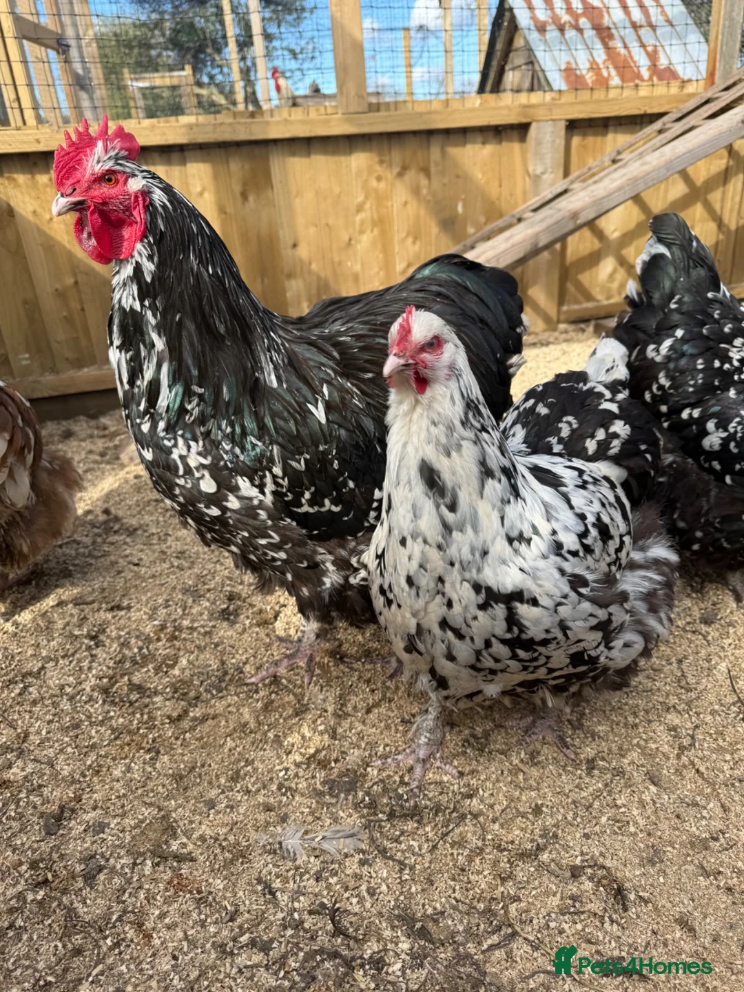 Chickens poultry for sale: TRIO Mottled Orpington’s  in Wareham - Advert 2