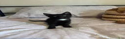 Domestic Shorthair cats for sale: 3 black kittens  - Advert 21