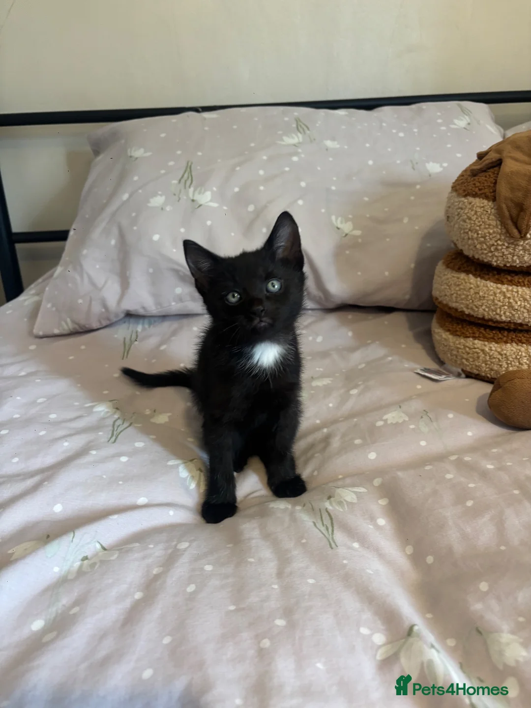 Domestic Shorthair cats for sale: 3 black kittens  - Advert 21