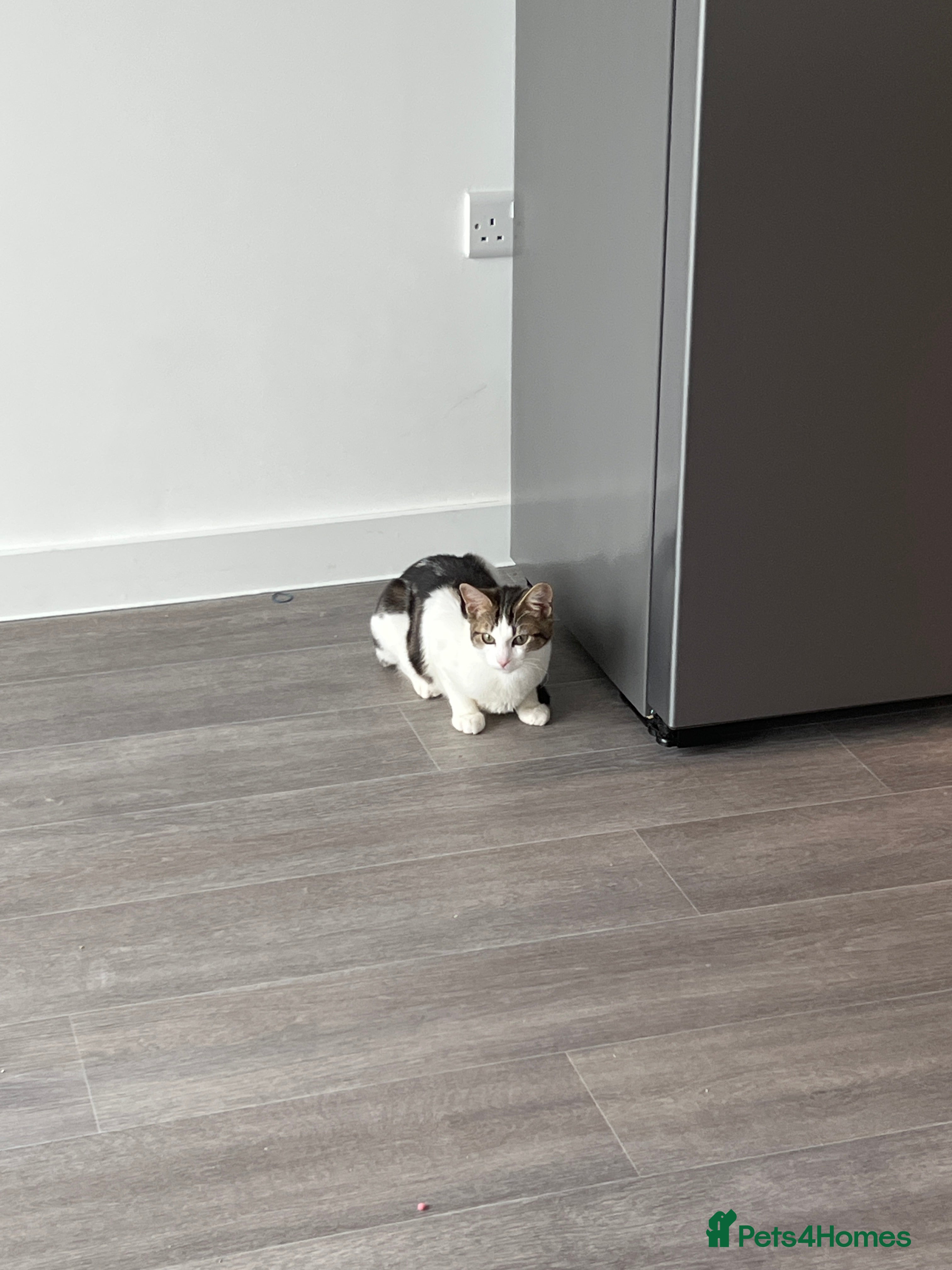 British Shorthair cats Lovely charismatic kitten  in Wembley - Advert 5