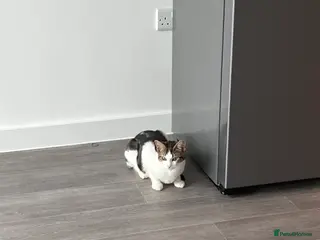 British Shorthair cats Lovely charismatic kitten in Wembley - Advert 2