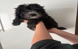 Maltipoo dogs for sale: 🤩 1 stunning male F1 Maltipoo 🤩 - Image 12