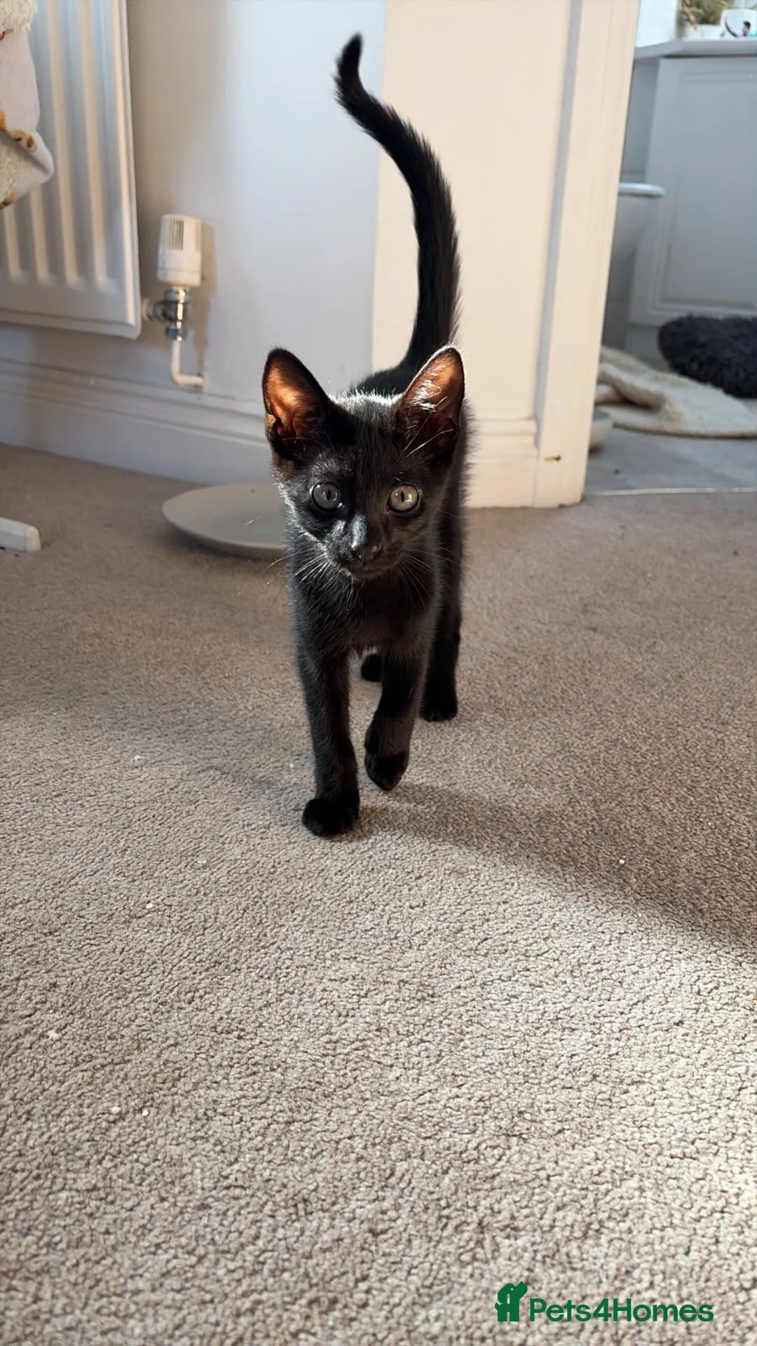 Mixed Breed cats for sale: 2 fluffy black kittens are looking for new home - Advert 2