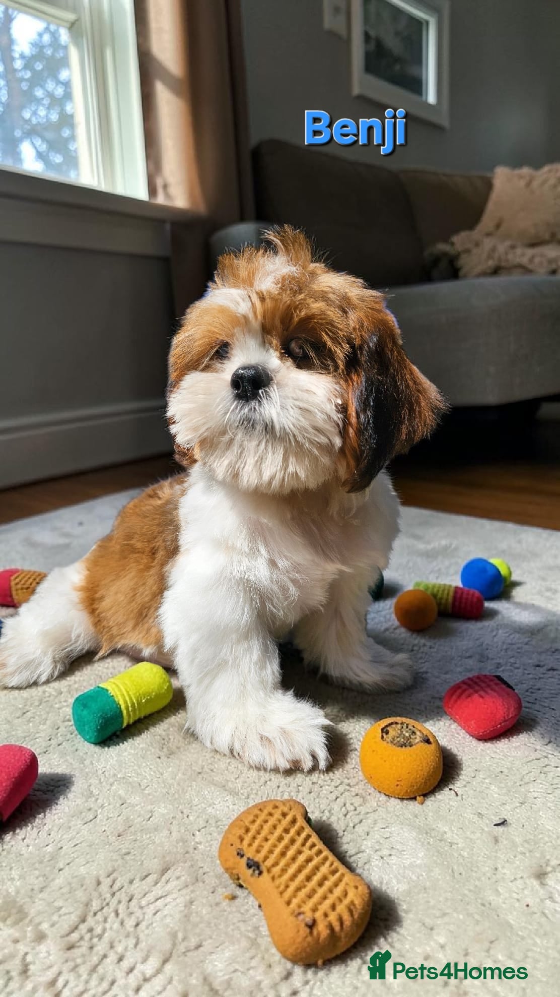 Shih Tzu dogs  💞 QUALITY STANDARD SHIH TZU 💕 - Advert 5