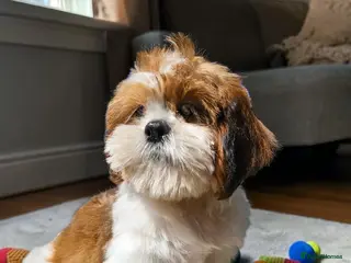 Shih Tzu dogs 💞 QUALITY STANDARD SHIH TZU 💕 - Advert 5