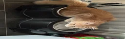 Maine Coon cats for sale: Two beautiful Maine coons  - Advert 4