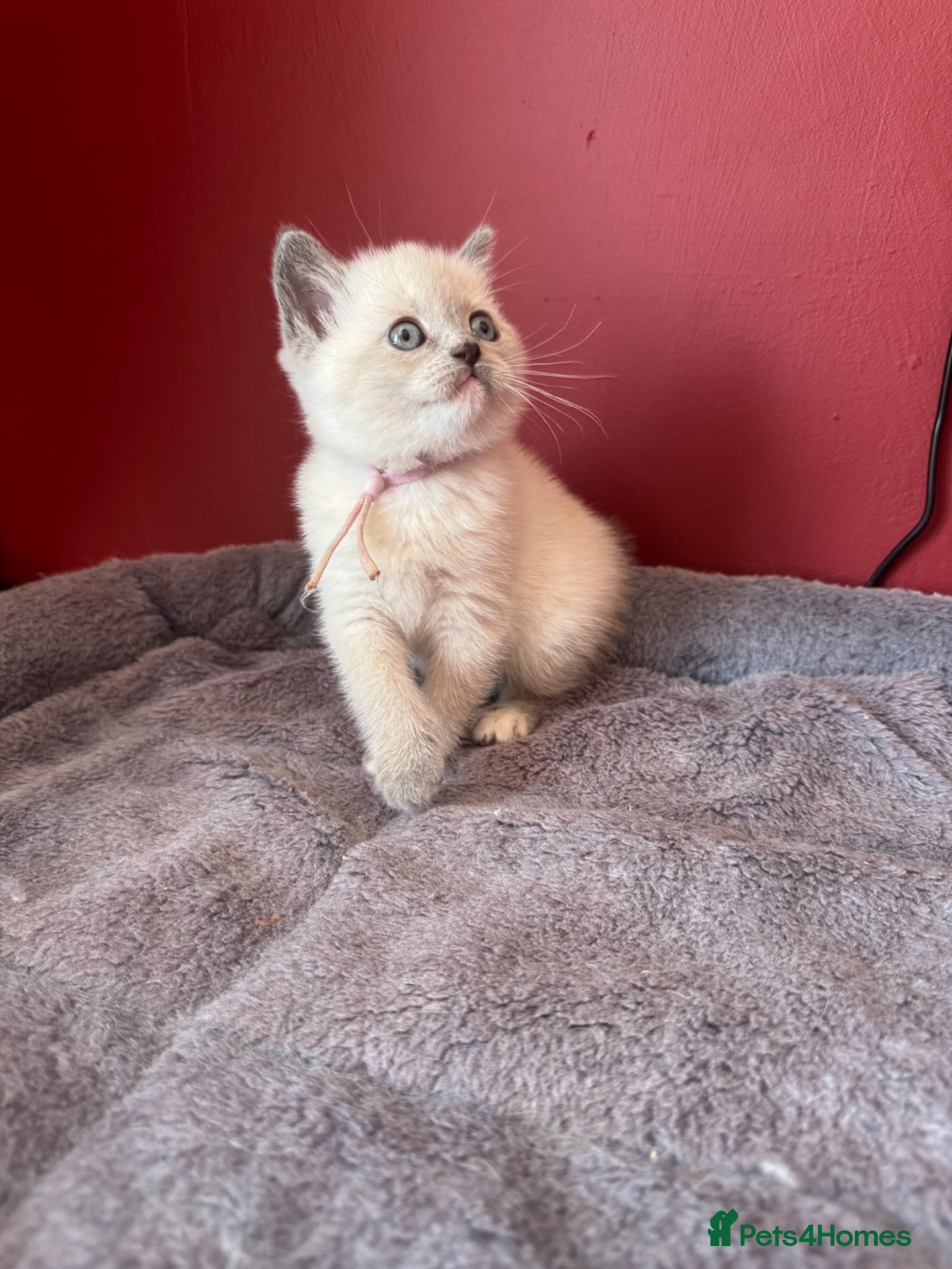 Pink collar Della 