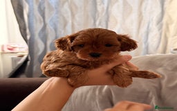 Cavapoo dogs for sale: Premium F1B Toy Red Cavapoo - 2 LEFT - Image 18