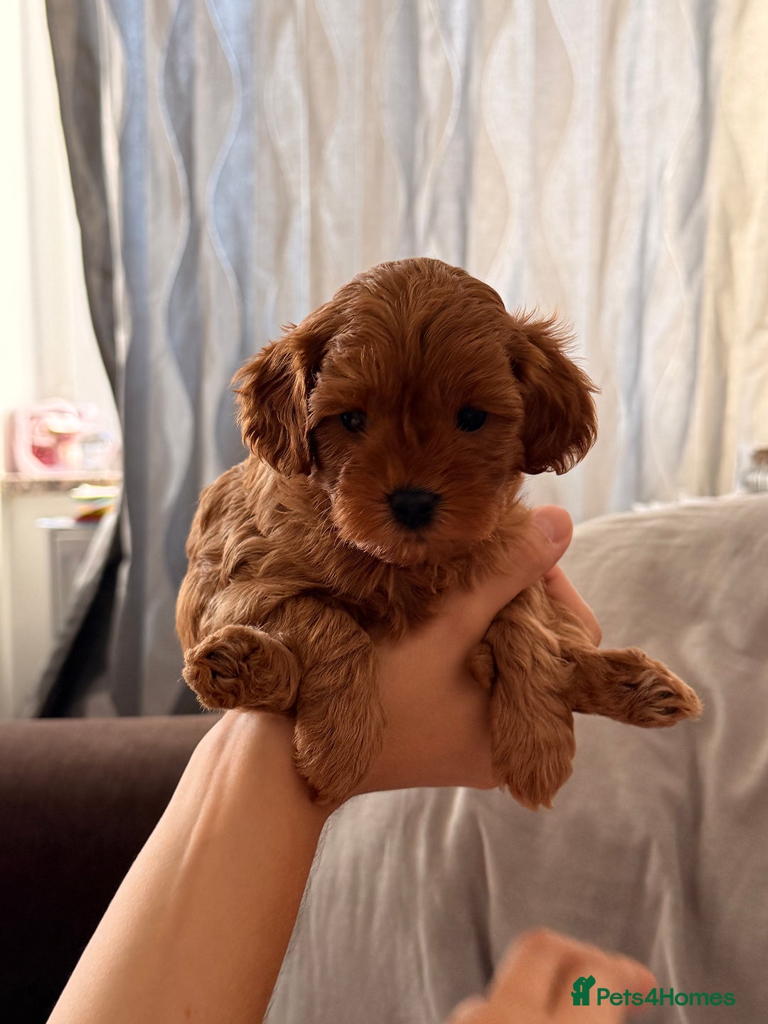 Cavapoo dogs for sale: Premium F1B Toy Red Cavapoo - 2 LEFT - Image 18